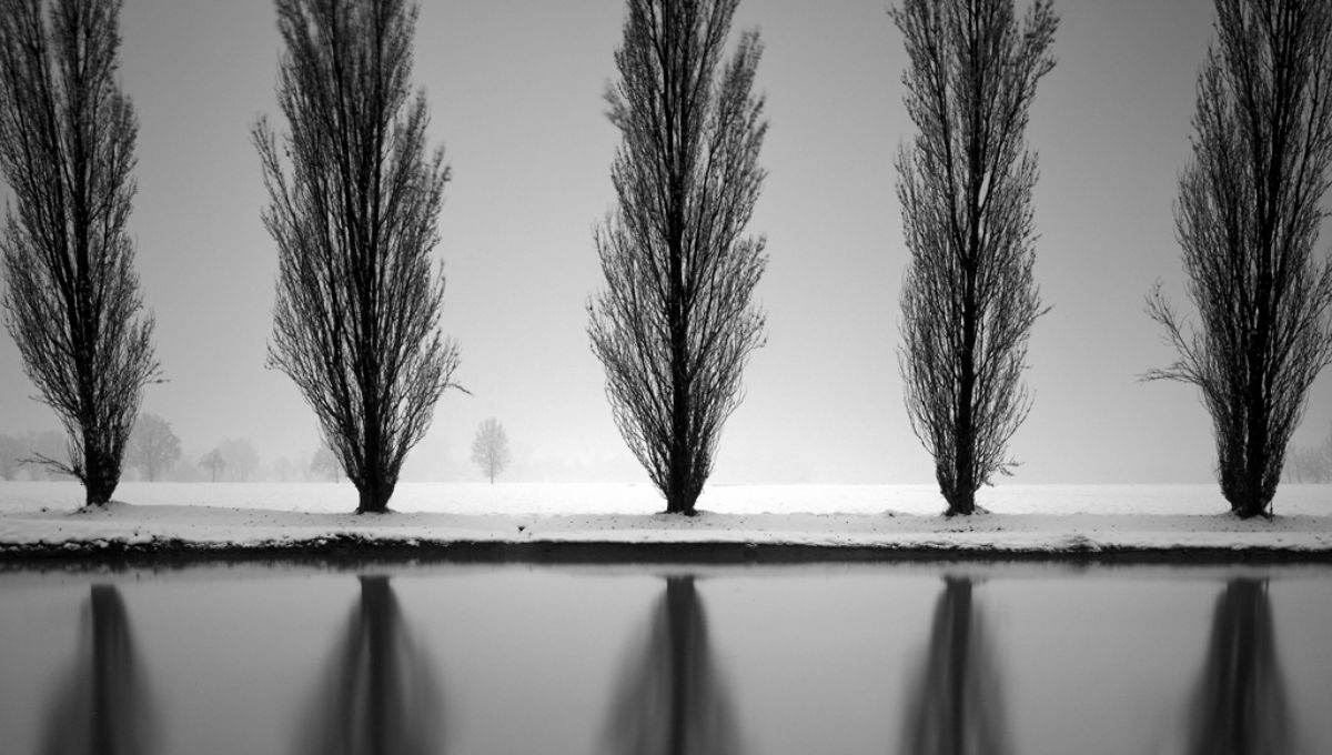 風景 /皮埃爾·佩萊格里尼（Pierre Pellegrini）